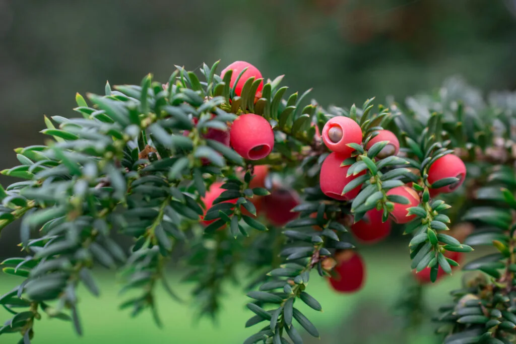 Yew / Depositphotos