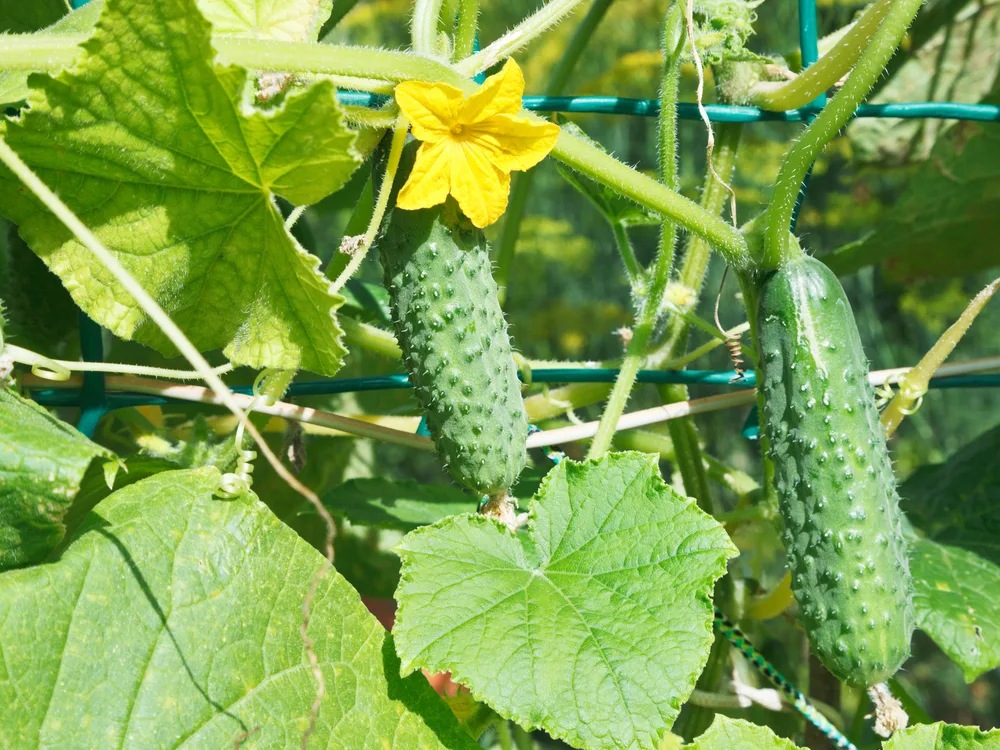 Cucumbers / Photo: Depositphotos