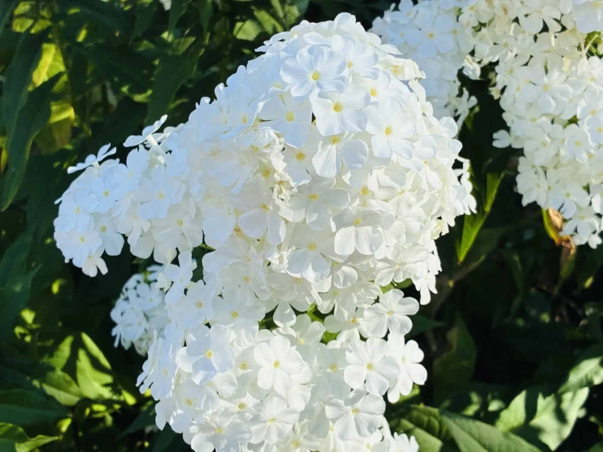Bedstemors blomst er tilbage og den er overraskende nem at dyrke