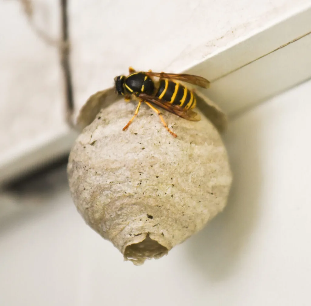 Wespennest / Foto: Depositphotos 