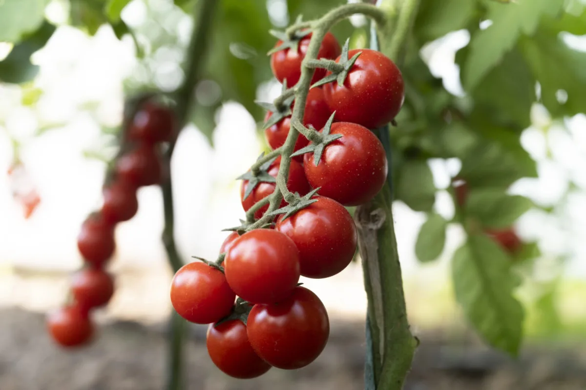 Speed Up Tomato Ripening Without Unnecessary Chemicals and Get a Sweeter Crop Weeks Earlier
