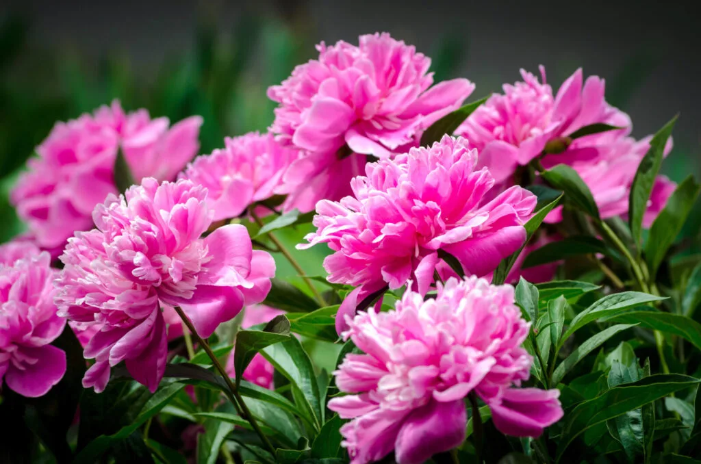 Peonaithe / Grianghraf: Depositphotos 