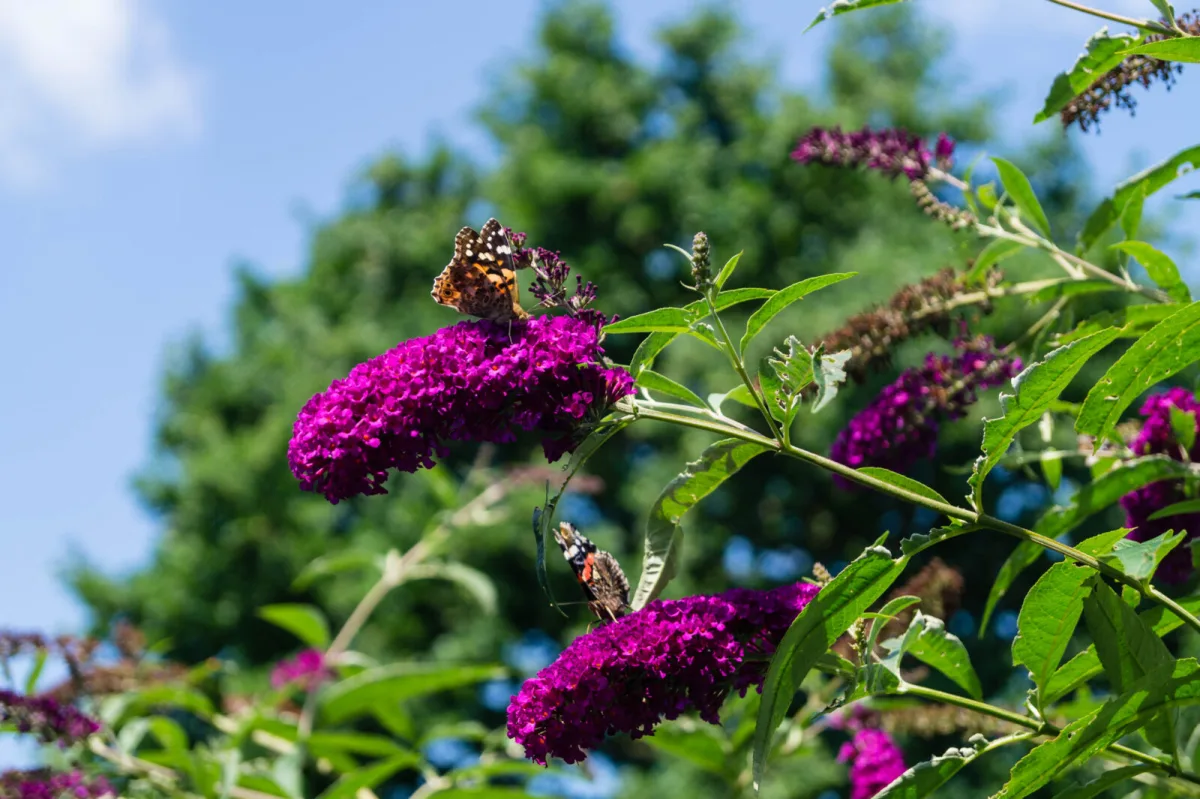 Butterfly bush / Depositphotos