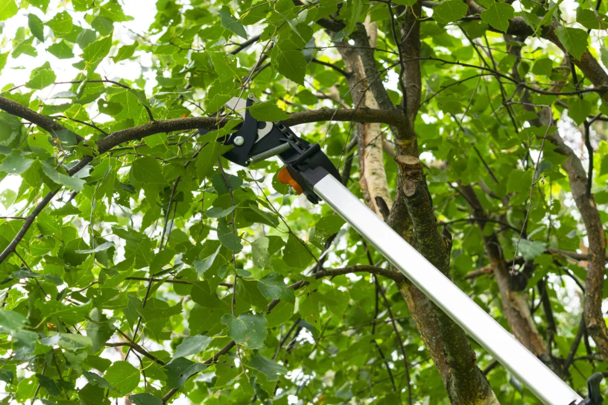 Taille des arbres fruitiers sans erreur pour protéger l’arbre et la récolte