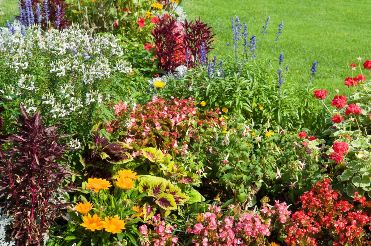 Sow Once and Your Border Will Bloom for Years