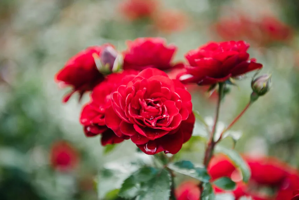 Roses / Depositphotos