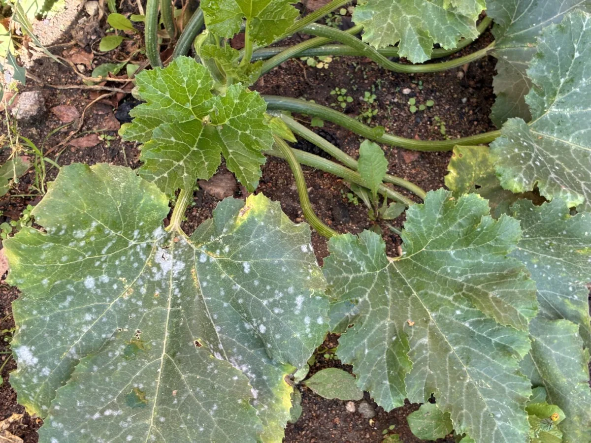 Powdery mildew on courgette leaves / Photo: Pestrazahrada.cz