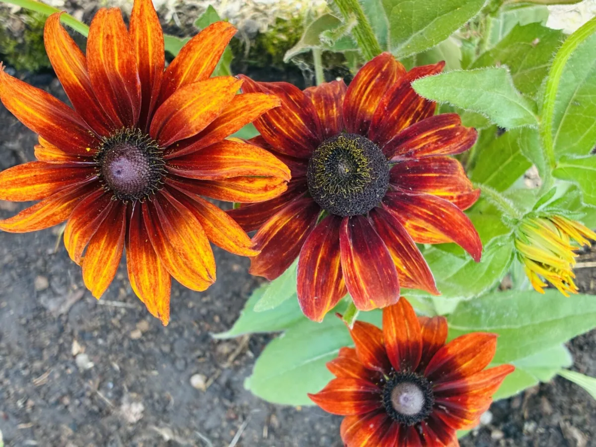 Coneflower (Echinacea) / Photo: Pestrazahrada.cz