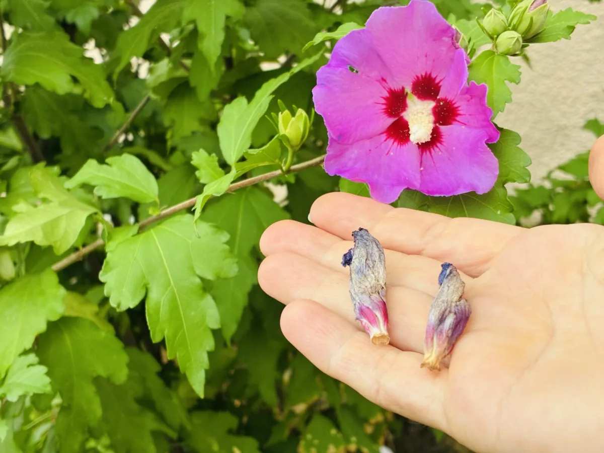 Removing spent hibiscus blooms / Photo: Pestrazahrada.cz
