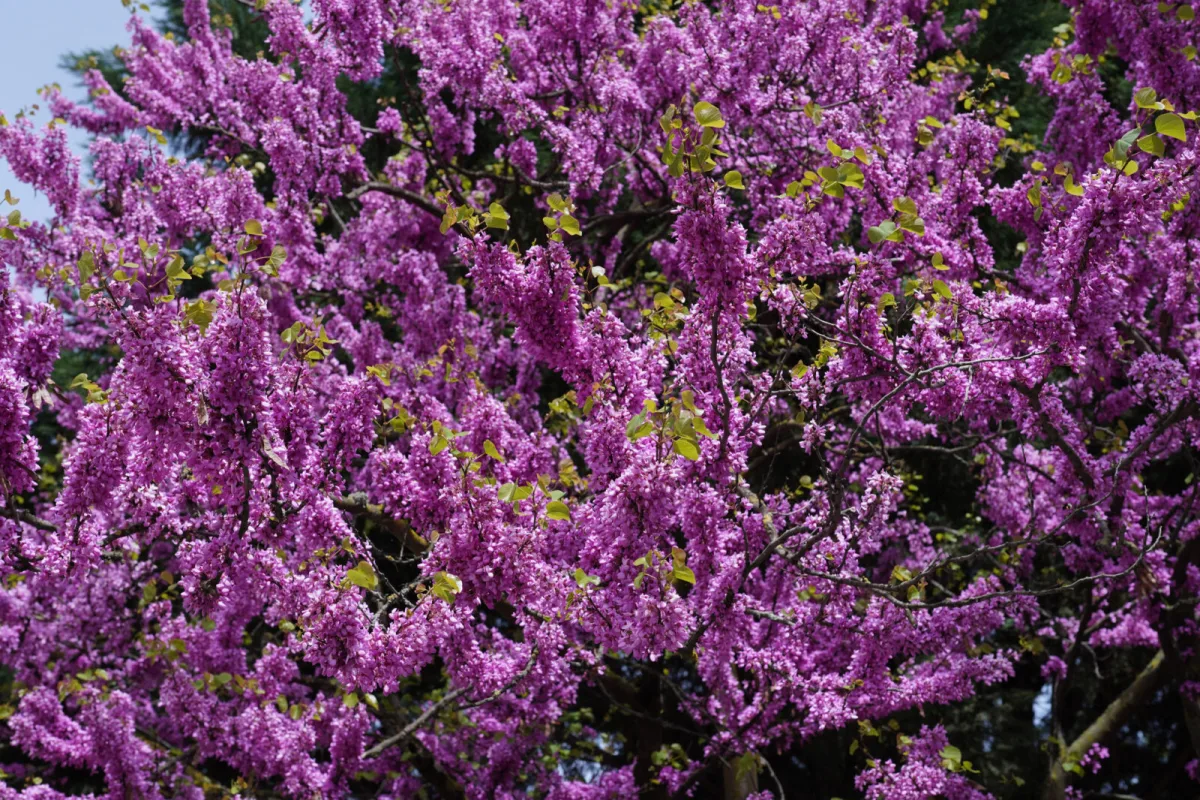 Redbud (Cercis canadensis) / Photo: Depositphotos