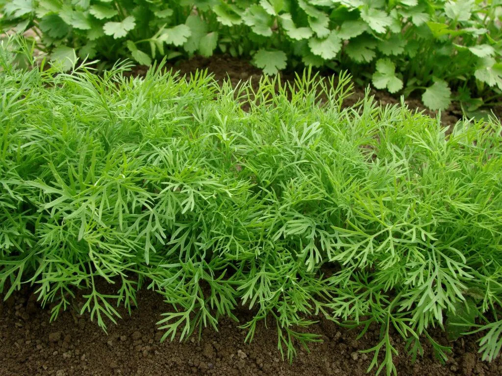 Aromatisk dill