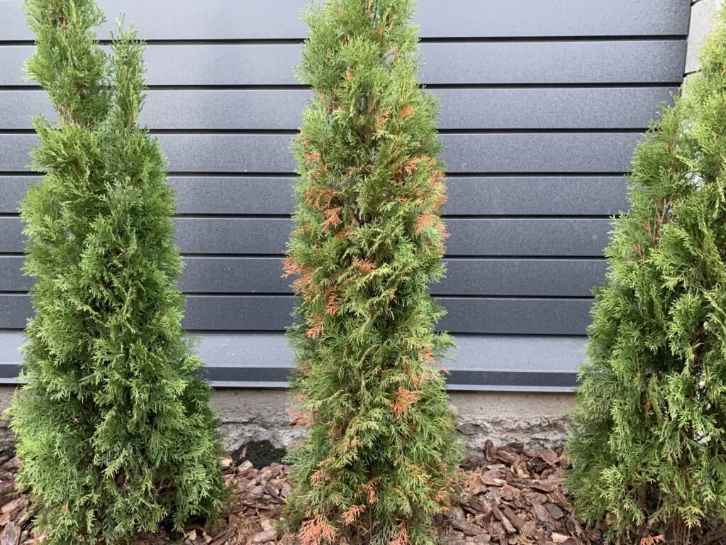 Browning of thuja