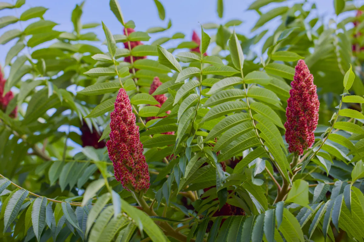 When to Plant Staghorn Sumac and Where to Place It for Spectacular Colour