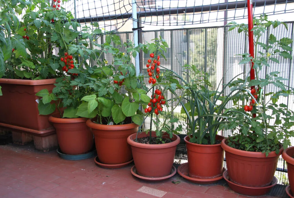 Balcony tomatoes / Photo: Depositphotos