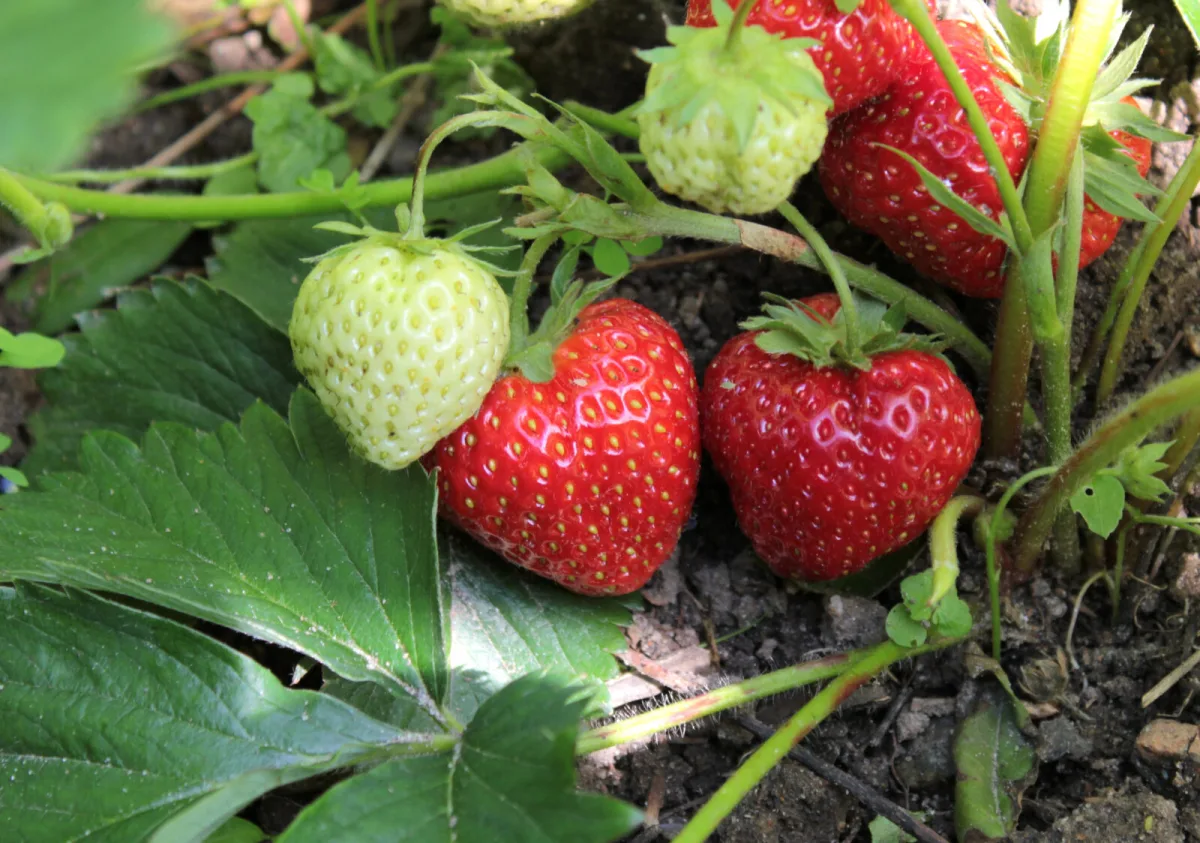 The key August job for strawberries so next year’s crop isn’t small or sparse
