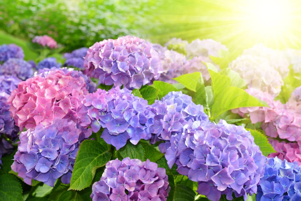 Hydrangea / Depositphotos