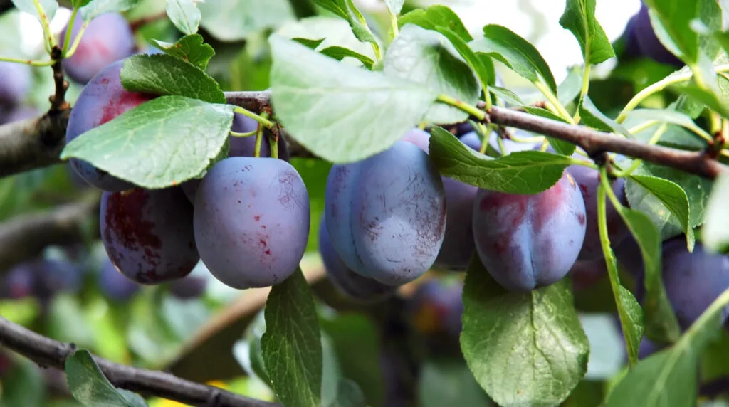 Plum tree / Photo: Depositphotos