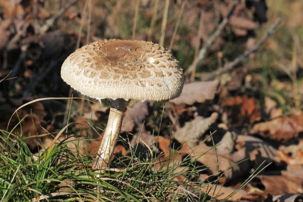 Parasol mushroom / Photo: Depositphotos
