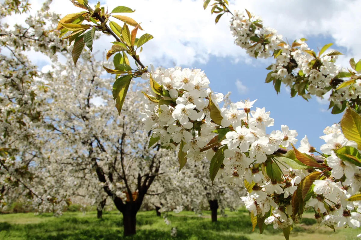 Almond tree / Photo: Depositphotos