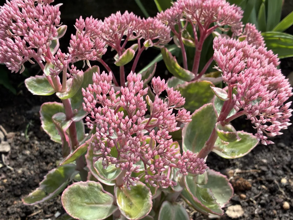 Stonecrop / Photo: Pestrazahrada.cz