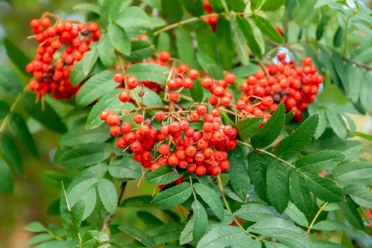 Rowan berries / Photo: Depositphotos