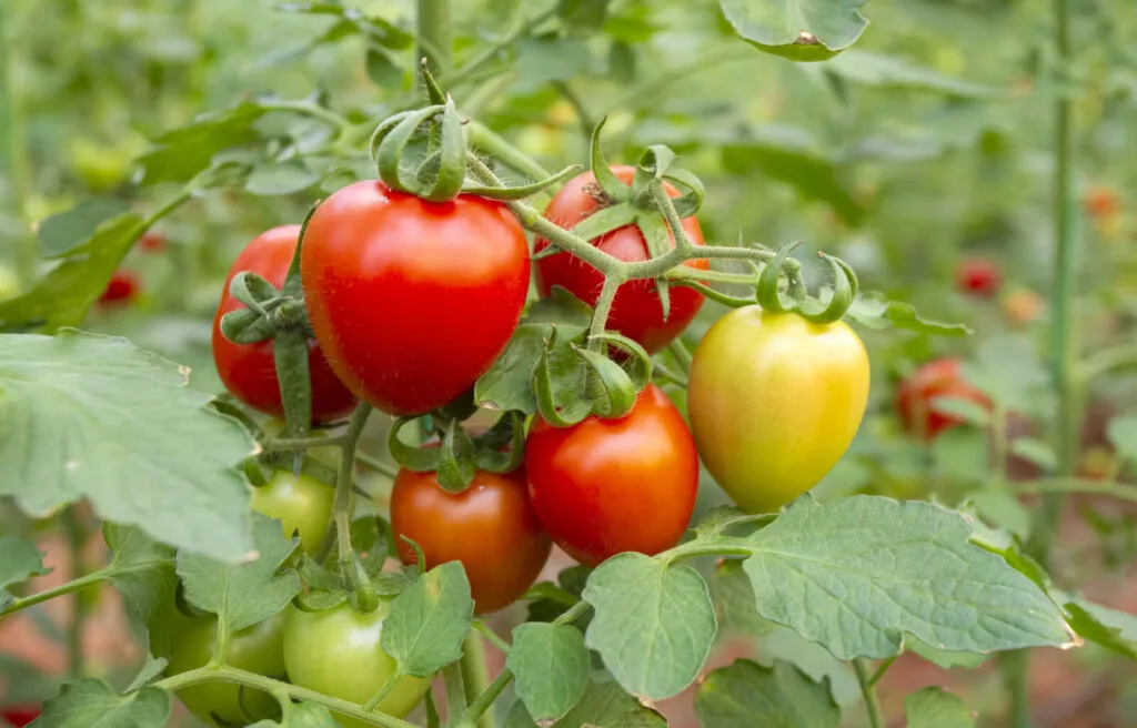 Tomatoes / Photo: Depositphotos