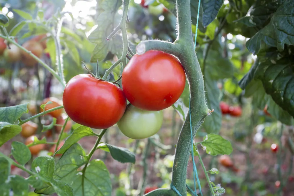 Tomato harvest / Photo: Depositphotos