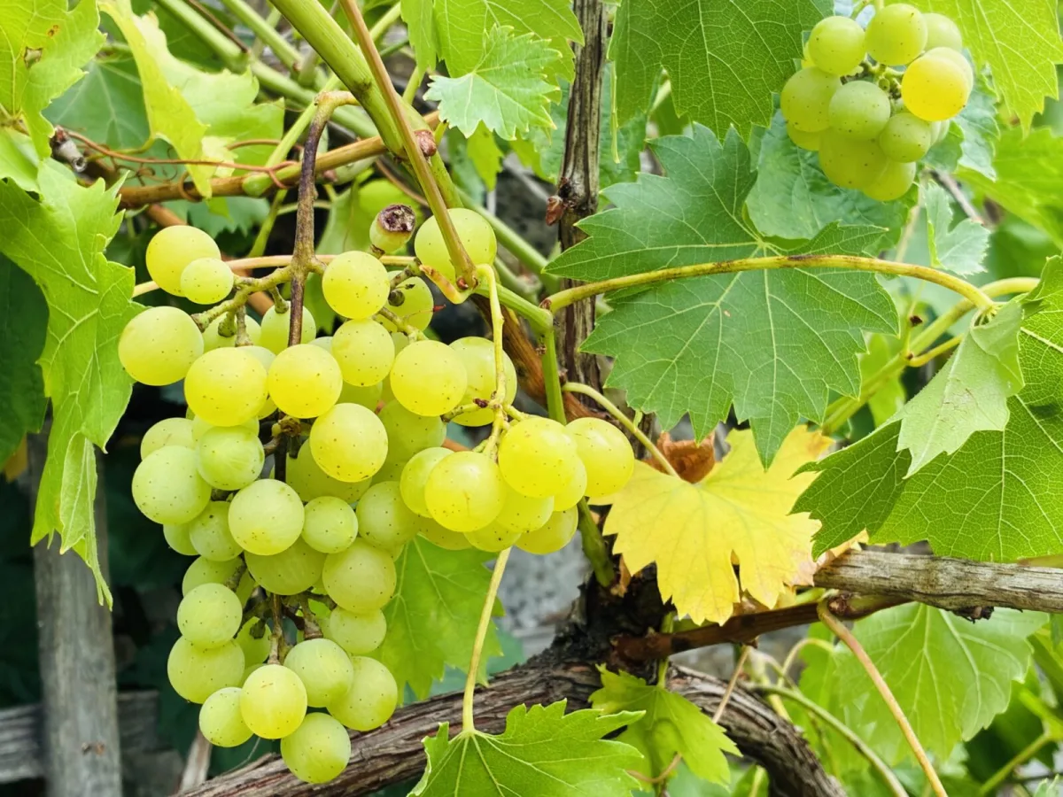 Grapes Don’t Ripen After Picking and Timing the Harvest Is Everything