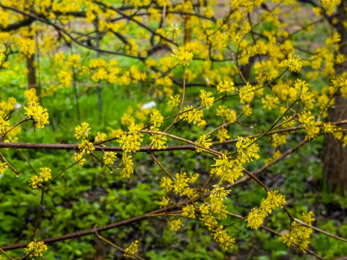 Cornelian cherry dogwood / Photo: Depositphotos