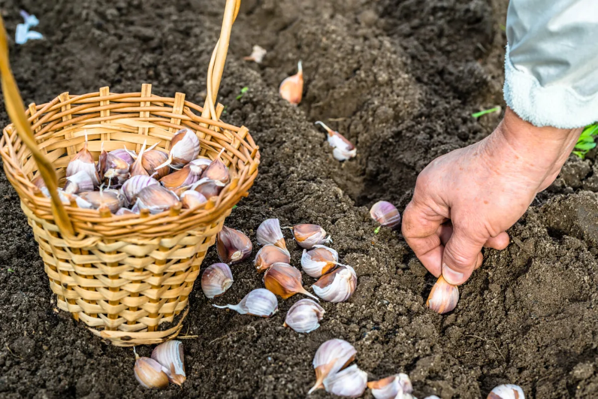 Garlic / Photo: Depositphotos
