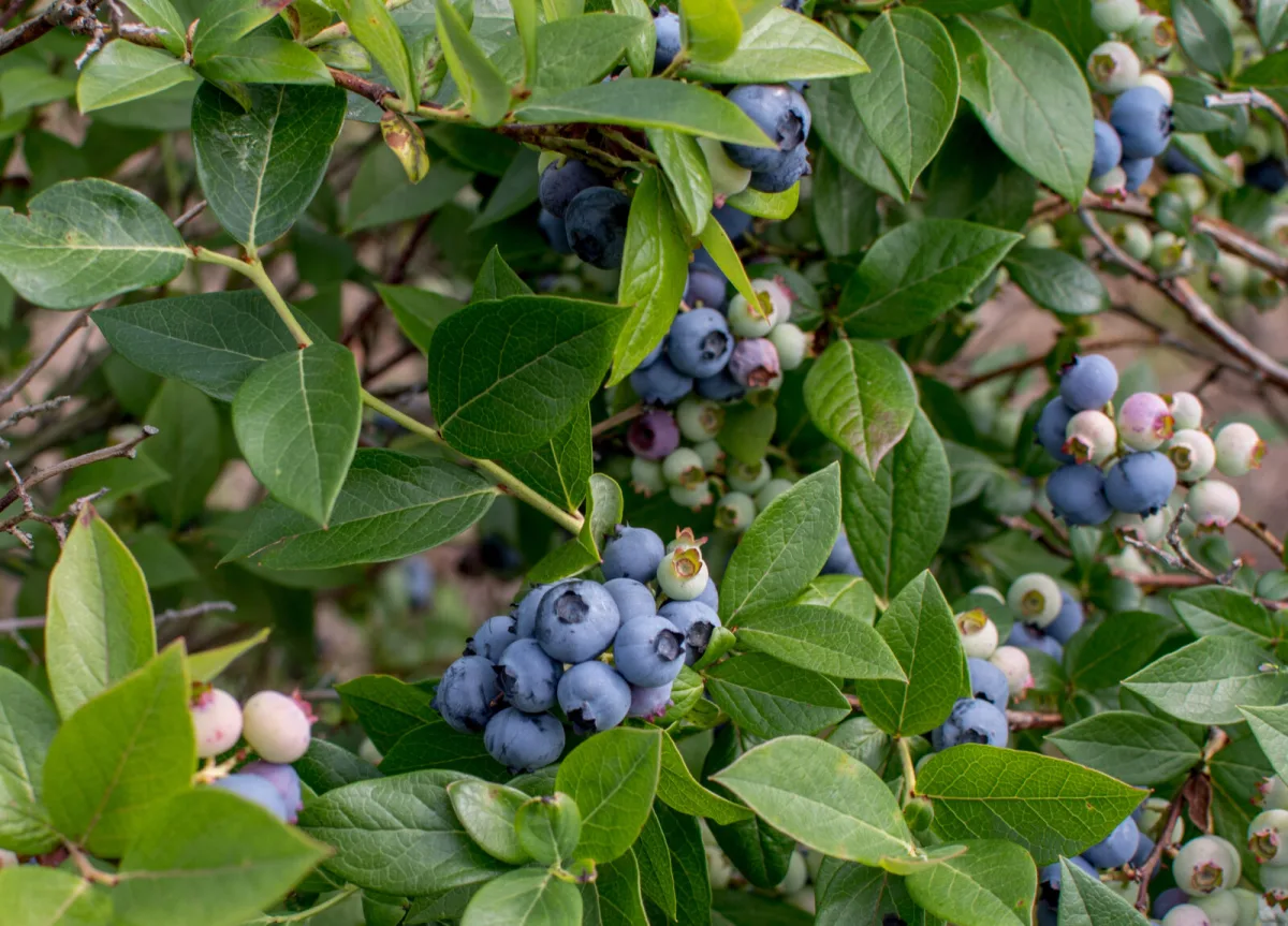 After harvesting blueberries do these steps and you will pick twice as much next year