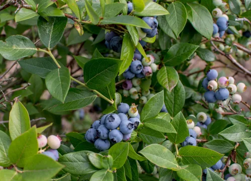 After harvesting blueberries do these steps and you will pick twice as much next year