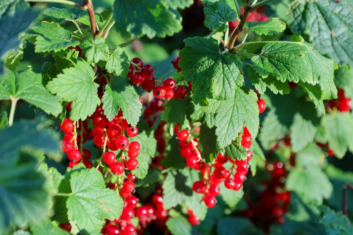 Ribes snoeien na de oogst is de basis voor meer bessen en gezondere struiken
