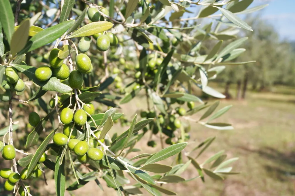 Olive tree / Photo: Depositphotos