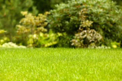 Ten Proven Tips for a Thick, Green Lawn All Year Round