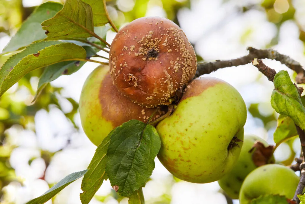 Rotten apples / Photo: Depositphotos 