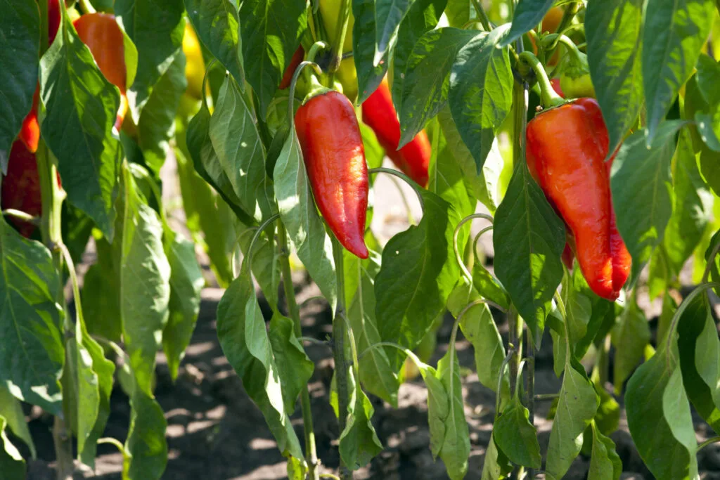 Peppers / Photo: Depositphotos