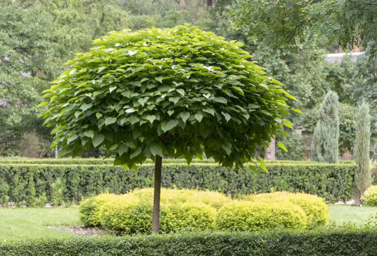 Catalpa / Depositphotos