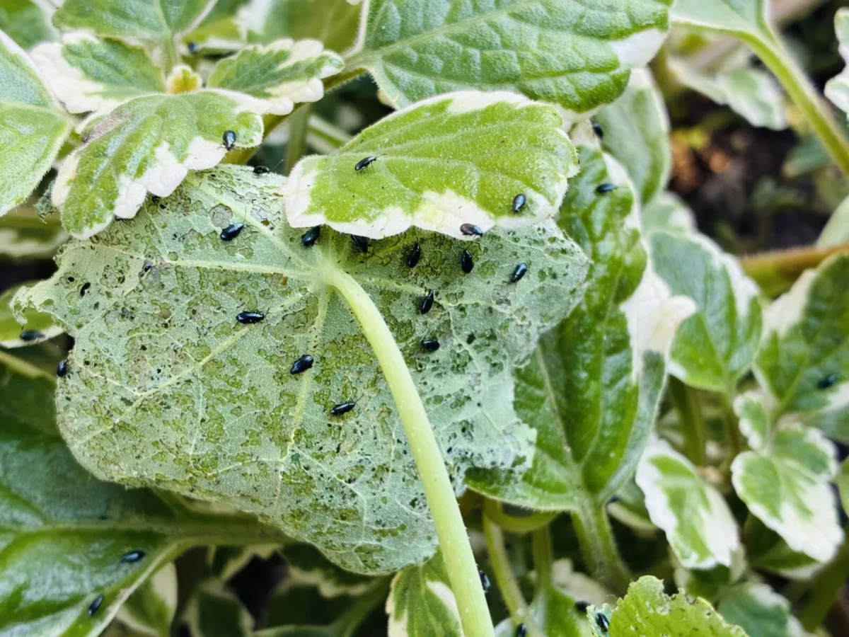 Homemade Spray for Radishes, Lettuce and Kale Against a Sneaky Pest