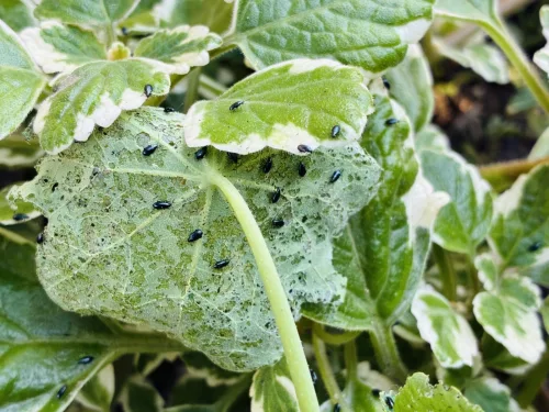 Homemade Spray for Radishes, Lettuce and Kale Against a Sneaky Pest