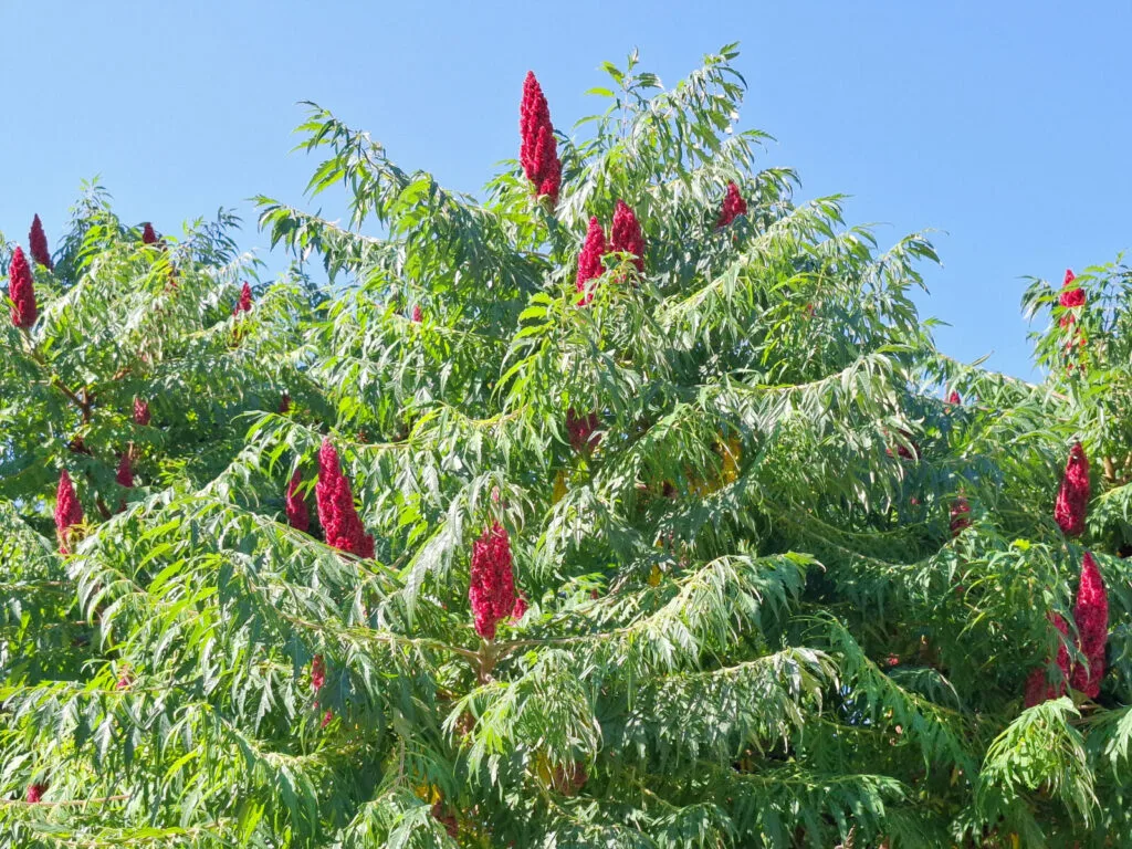 Sumac / Photo: Depositphotos 