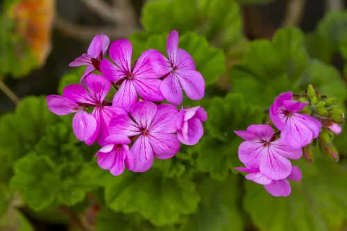 How to Revive Almost Wilted Geraniums and Get Them Blooming Again