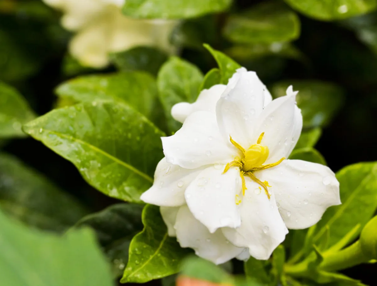 Gardenia verandert terras en tuin in een plek vol bedwelmende geur
