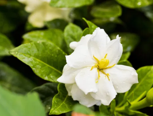 Gardénia transforma o terraço e o jardim num lugar de perfume inebriante