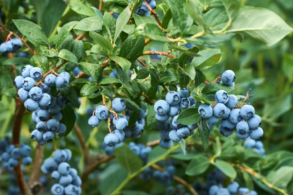 Blueberry bush / Photo: Depositphotos