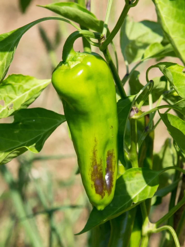 Braune Spitzen an Paprika / Foto: Depositphotos
