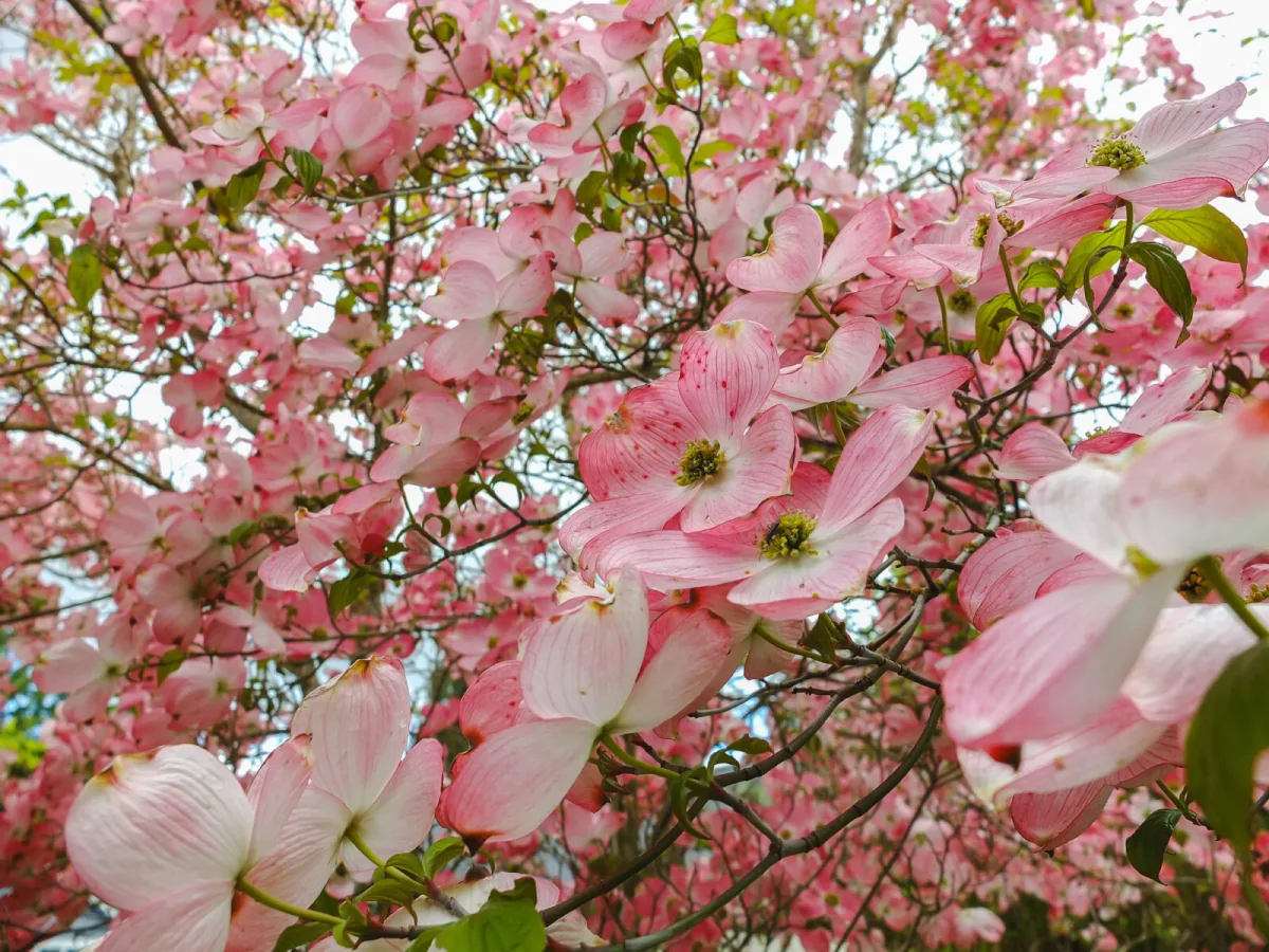 Dogwood / Photo: Depositphotos