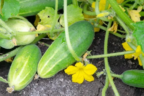 When Cucumbers Are Fruiting, They’re Greedy Feeders and Without Extra Feeding You’ll Harvest Fewer