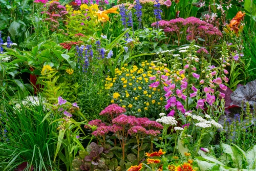 Perenes incansáveis para a seca que mantêm o jardim bonito sem rega diária