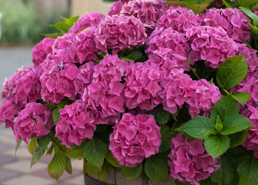 Hydrangea / Photo: Depositphotos